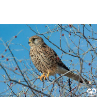 گونه دلیجه Common Kestrel